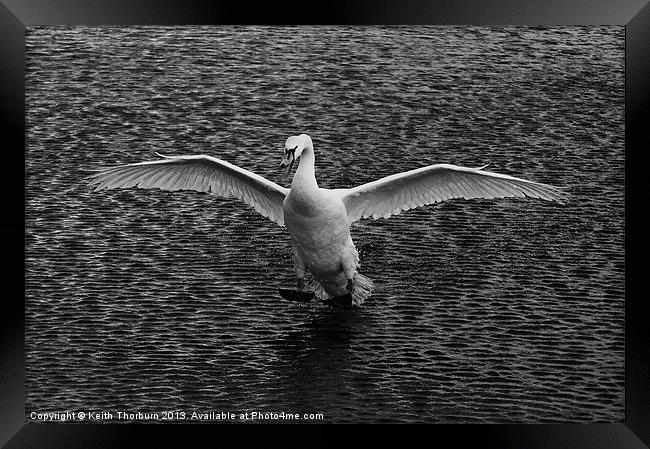 Swan Landing Framed Print by Keith Thorburn EFIAP/b