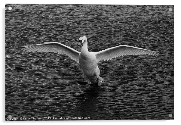 Swan Landing Acrylic by Keith Thorburn EFIAP/b