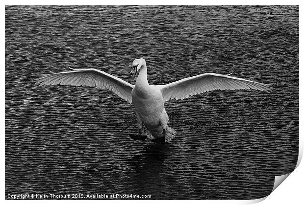 Swan Landing Print by Keith Thorburn EFIAP/b