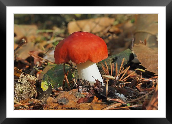 Russula Mairei [ Beechwood sickener ] Framed Mounted Print by Mark  F Banks