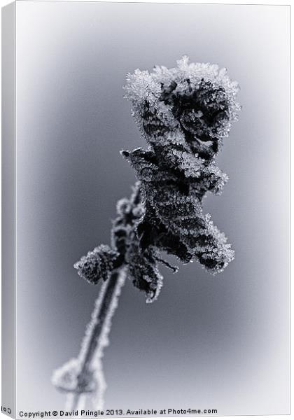Frosted Leaves Canvas Print by David Pringle
