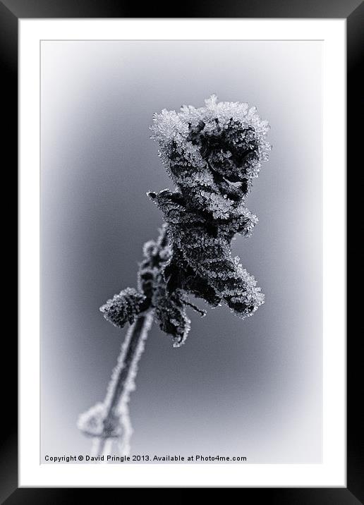 Frosted Leaves Framed Mounted Print by David Pringle