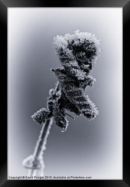 Frosted Leaves Framed Print by David Pringle