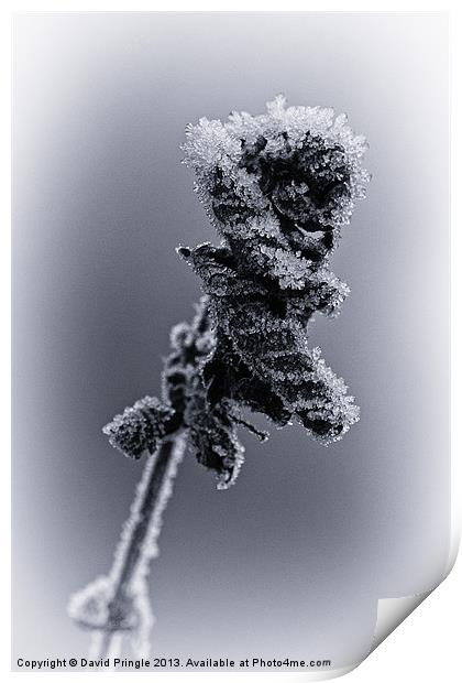 Frosted Leaves Print by David Pringle