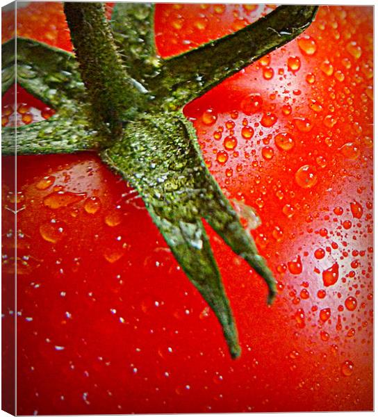 juicy tomato Canvas Print by dale rys (LP)