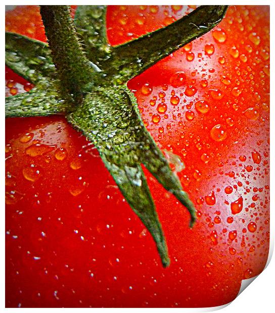 juicy tomato Print by dale rys (LP)