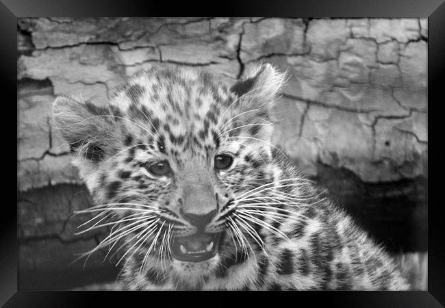 Amur Leopard Cub Framed Print by Selena Chambers