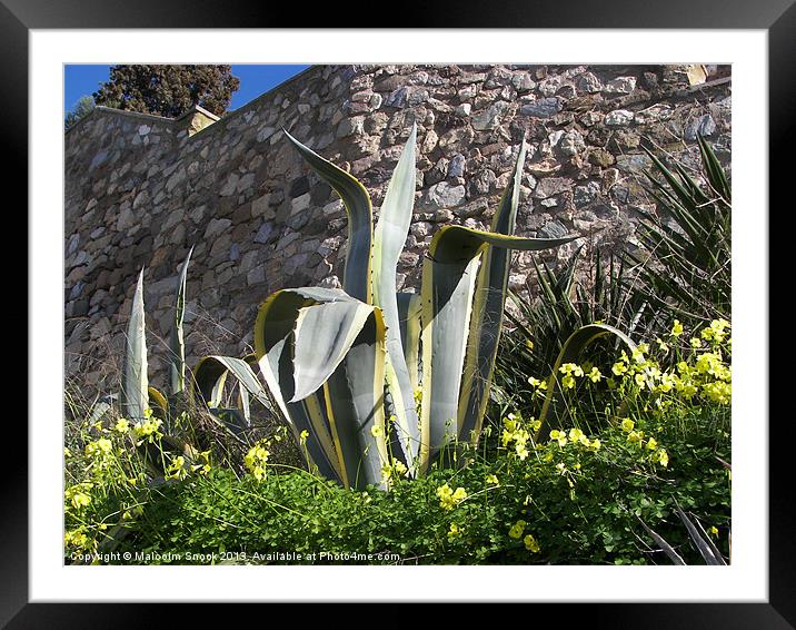 Yucca outside the town wall Framed Mounted Print by Malcolm Snook