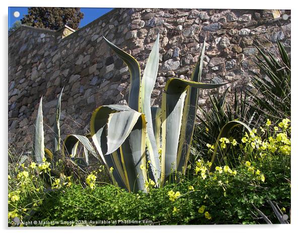 Yucca outside the town wall Acrylic by Malcolm Snook
