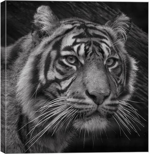 Tiger Portrait Canvas Print by John Dickson