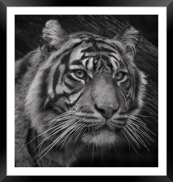 Tiger Portrait Framed Mounted Print by John Dickson