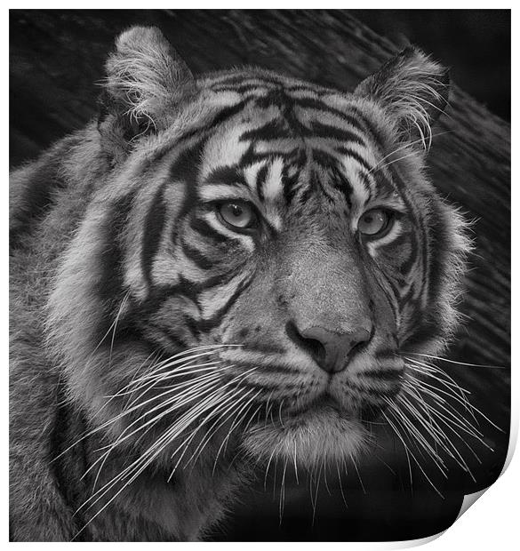 Tiger Portrait Print by John Dickson