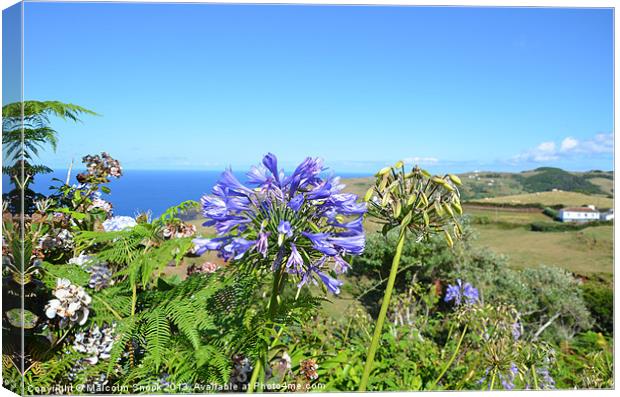 Agapanthus in the Azores Canvas Print by Malcolm Snook