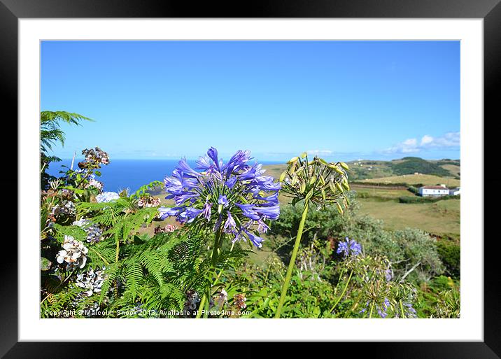 Agapanthus in the Azores Framed Mounted Print by Malcolm Snook