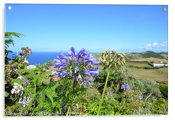 Agapanthus in the Azores Acrylic by Malcolm Snook