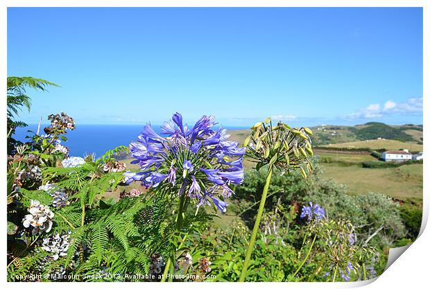 Agapanthus in the Azores Print by Malcolm Snook