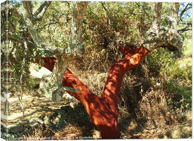 Cork Oak Harvested Canvas Print by Malcolm Snook