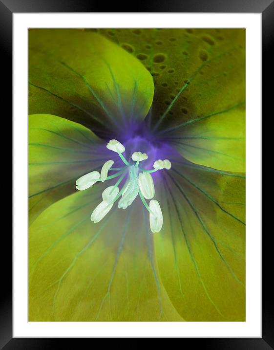 alien geranium (lime tones) Framed Mounted Print by Heather Newton