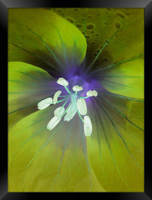 alien geranium (lime tones) Framed Print by Heather Newton