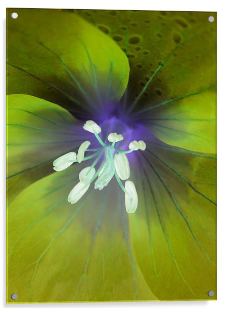 alien geranium (lime tones) Acrylic by Heather Newton
