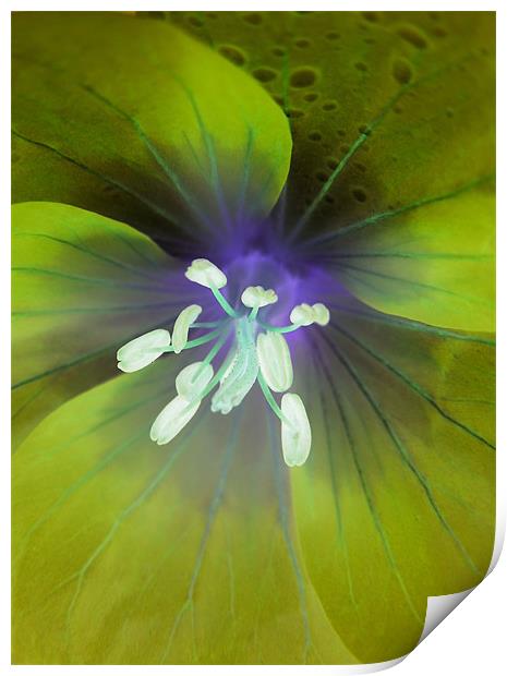 alien geranium (lime tones) Print by Heather Newton