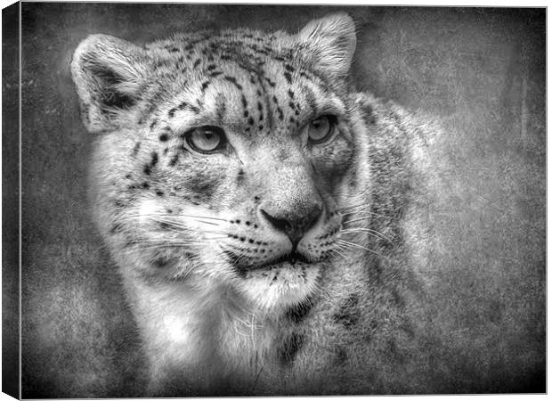 Snow Leopard Canvas Print by Debra Kelday