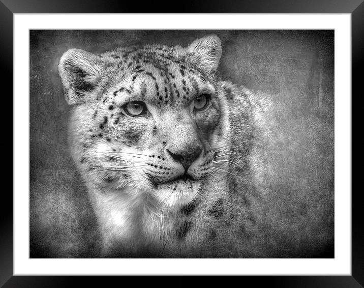 Snow Leopard Framed Mounted Print by Debra Kelday