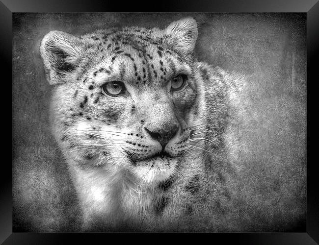 Snow Leopard Framed Print by Debra Kelday
