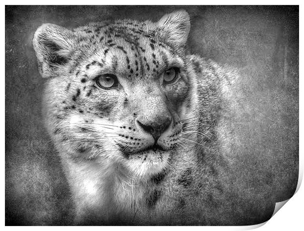 Snow Leopard Print by Debra Kelday