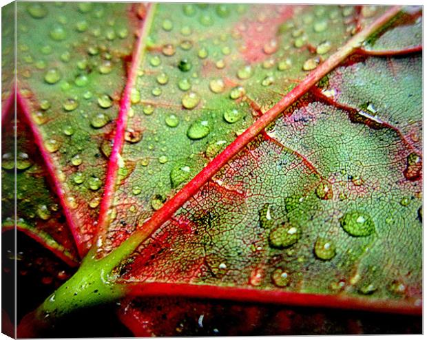 leaf close up Canvas Print by dale rys (LP)