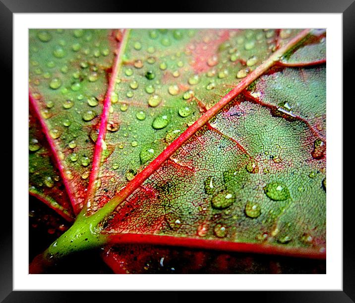 leaf close up Framed Mounted Print by dale rys (LP)
