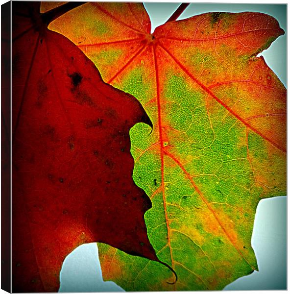 fall leaves upclose Canvas Print by dale rys (LP)
