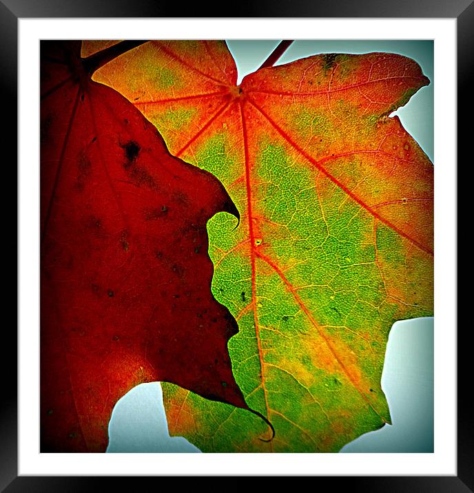 fall leaves upclose Framed Mounted Print by dale rys (LP)