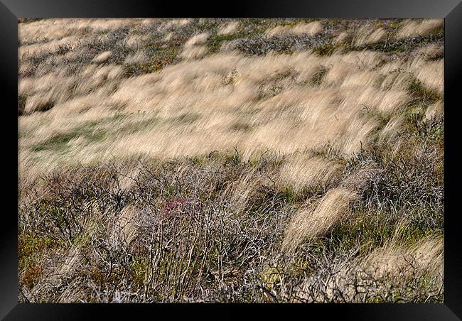 Windswept Grasses Framed Print by graham young
