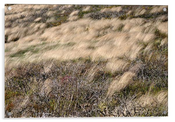 Windswept Grasses Acrylic by graham young