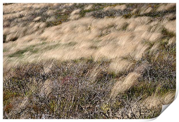 Windswept Grasses Print by graham young