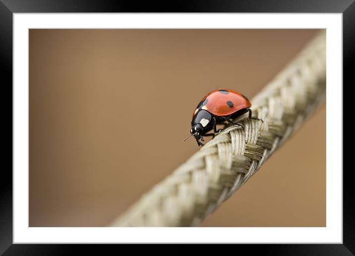 Walking The Line Framed Mounted Print by Paul Shears Photogr