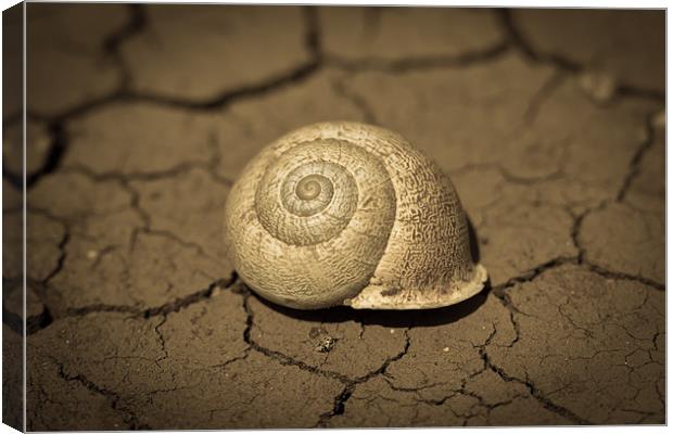 Abandoned Snail Shell Canvas Print by Paul Shears Photogr