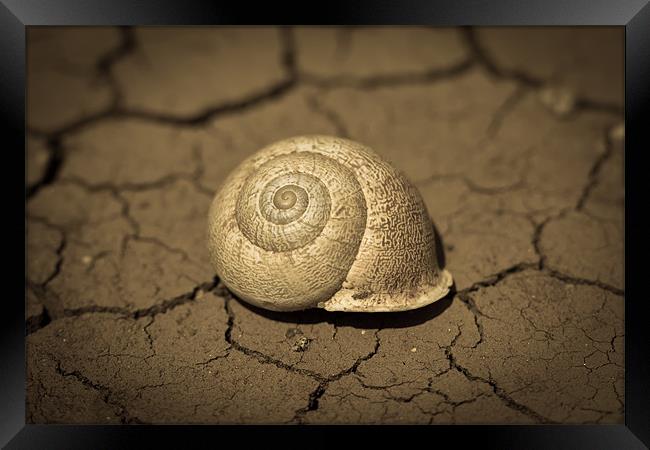 Abandoned Snail Shell Framed Print by Paul Shears Photogr