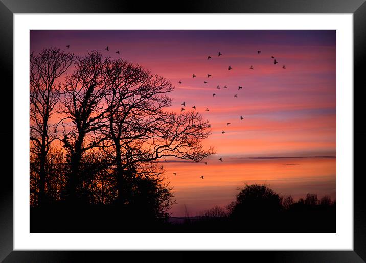 Home to Roost Framed Mounted Print by steve weston