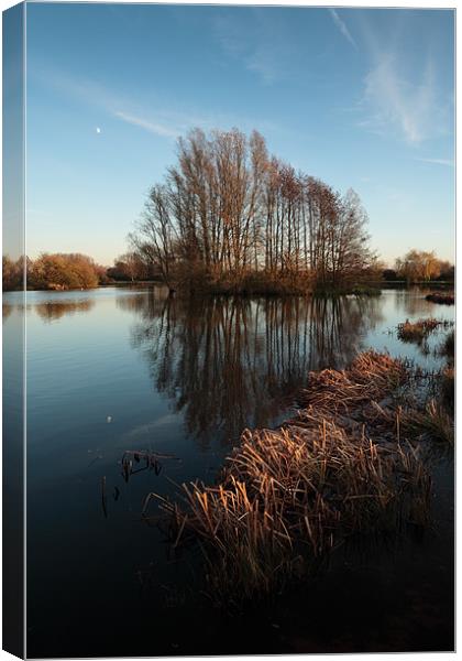 Sunlit reeds and reflected trees Canvas Print by Andy Stafford