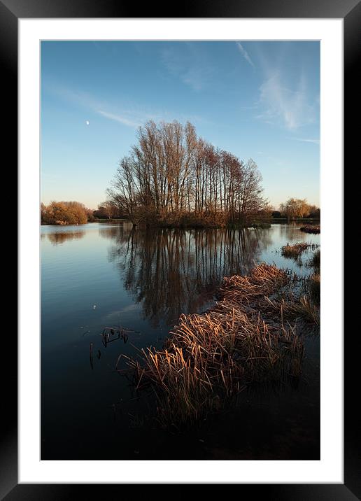 Sunlit reeds and reflected trees Framed Mounted Print by Andy Stafford