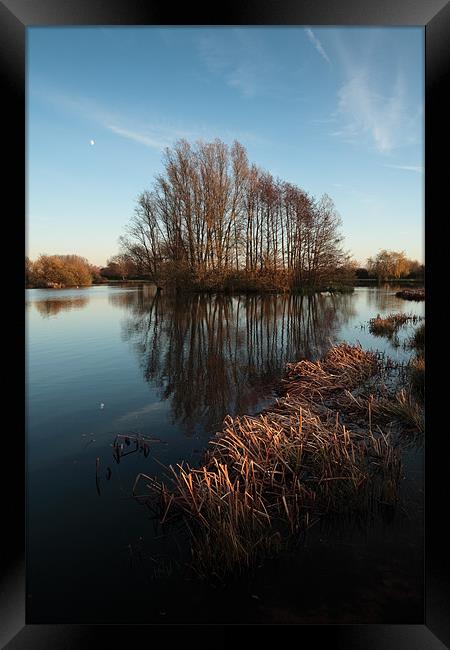 Sunlit reeds and reflected trees Framed Print by Andy Stafford