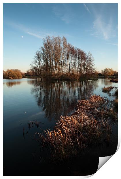 Sunlit reeds and reflected trees Print by Andy Stafford