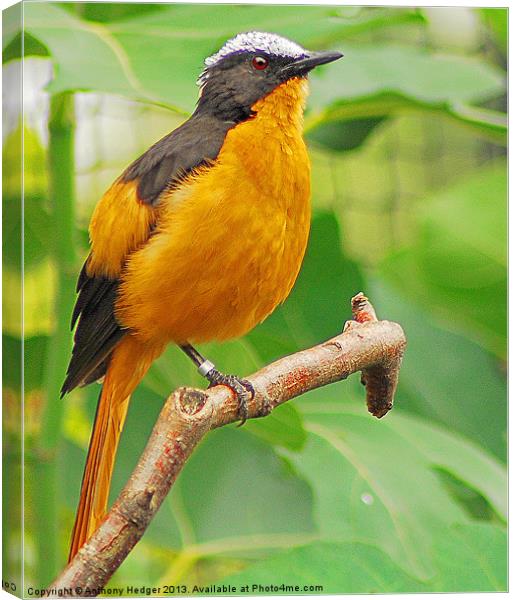 The Orange Beauty - White Crowned Robin Canvas Print by Anthony Hedger