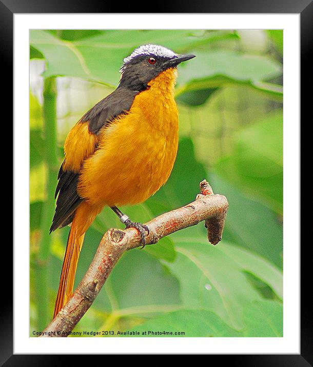 The Orange Beauty - White Crowned Robin Framed Mounted Print by Anthony Hedger