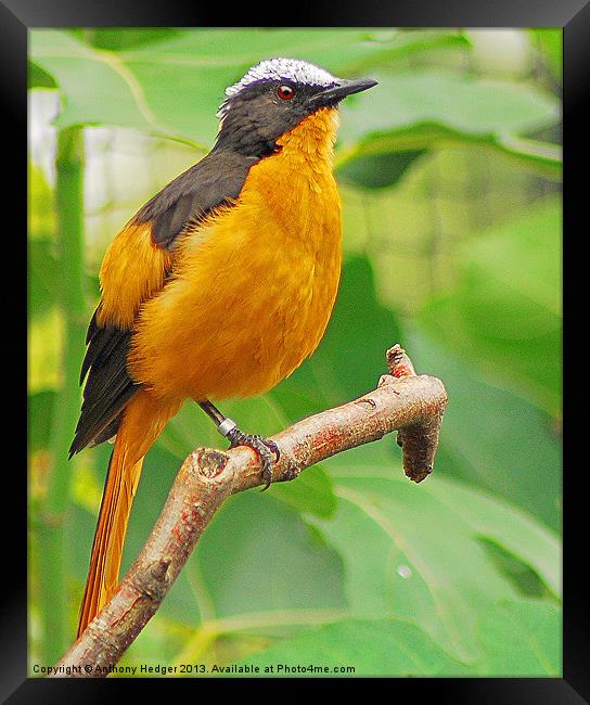 The Orange Beauty - White Crowned Robin Framed Print by Anthony Hedger