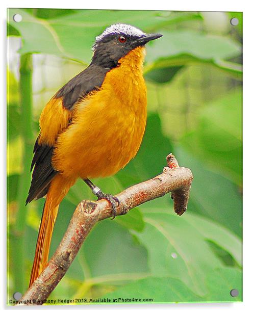 The Orange Beauty - White Crowned Robin Acrylic by Anthony Hedger