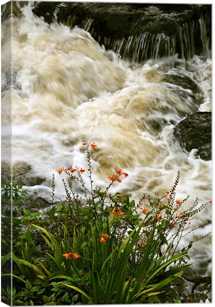 A Splash of Colour Canvas Print by graham young