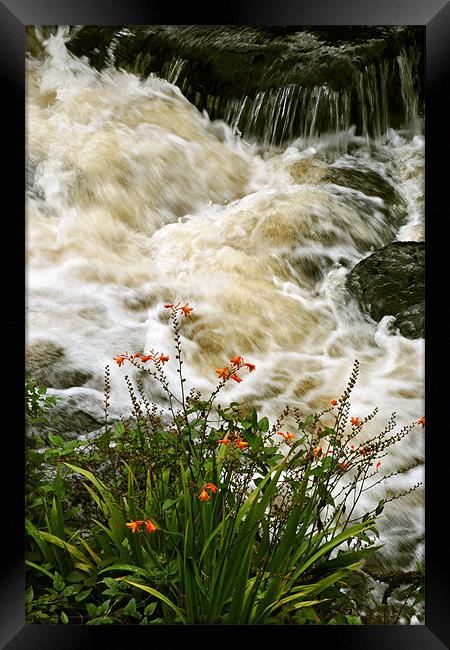 A Splash of Colour Framed Print by graham young